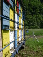 12 pčele na kestenu